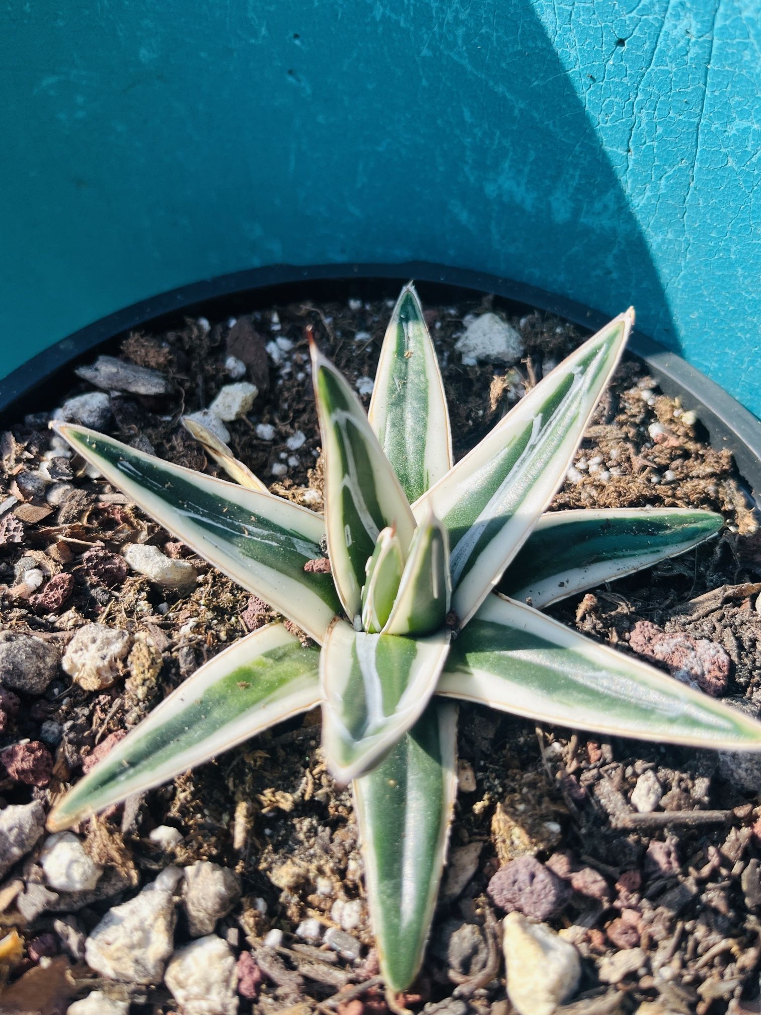 Agave Victoriae-reginae white rhino, Drought-Tolerant Live Plant, Easy to  Grow, for Sale in Temple City, CA - OfferUp