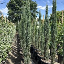 Italian Cypress