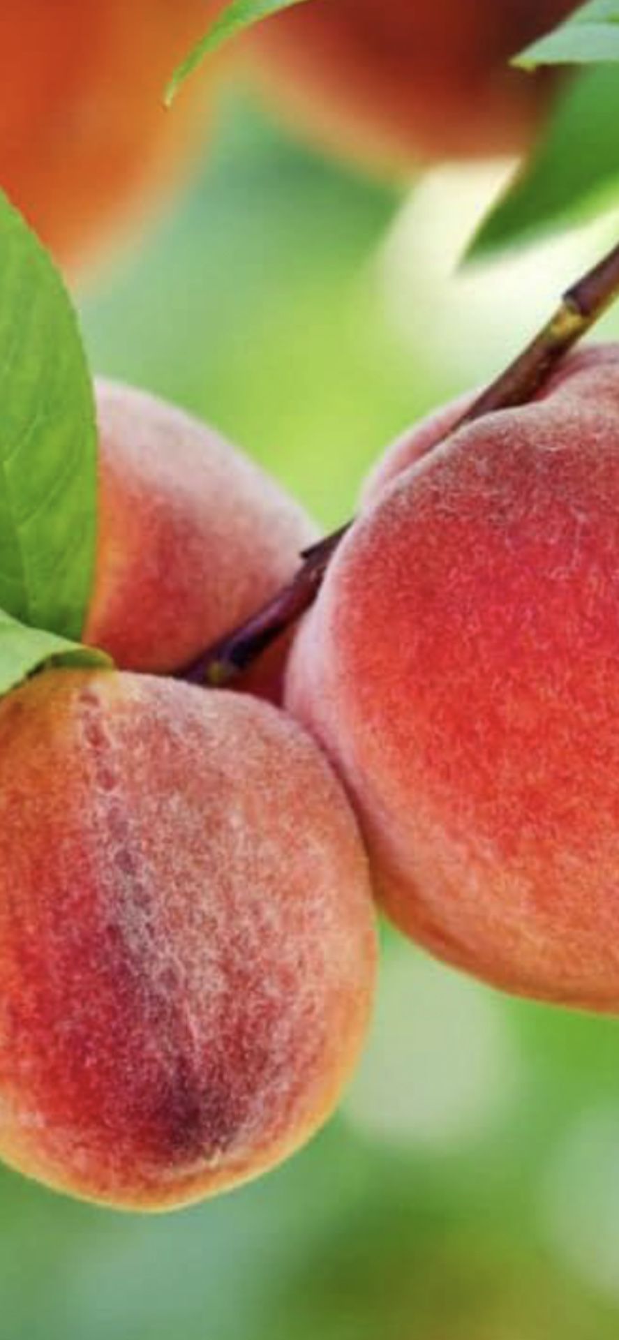 Grafted. Peach Tree
