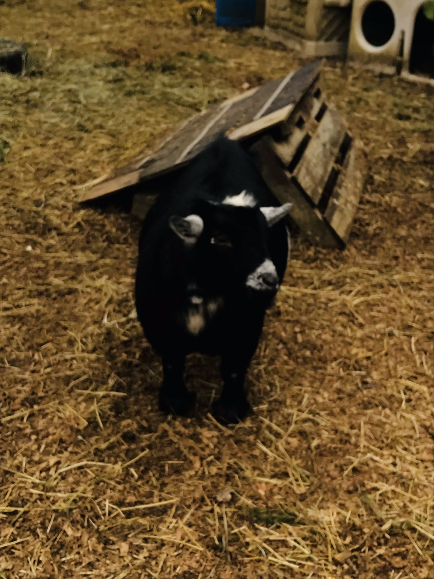 Looking For 2 Miniature Goats To Raise! Know Anyone ?