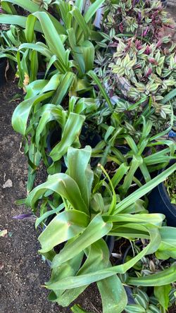 Free Amaryllis’s White plants