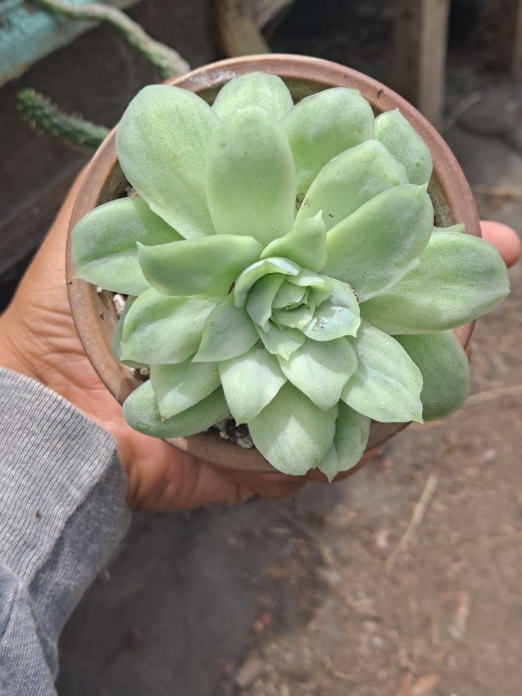 Korean Variegated Succulent