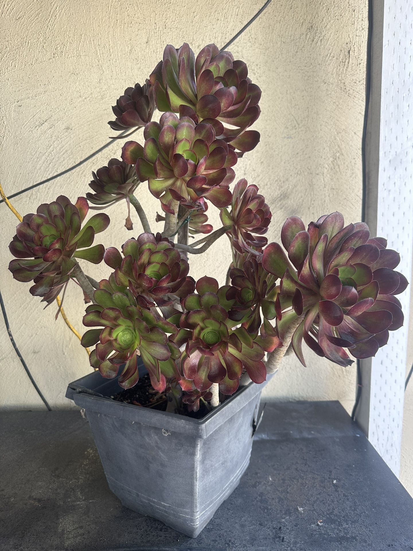 Succulent
