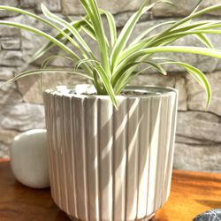 Spider House Plant In 4"1/4 H Textured Ceramic Pot.