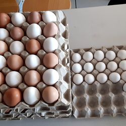 fresh organic eggs