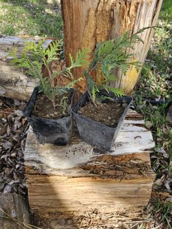 Thuja Green Giant 10-12 inch