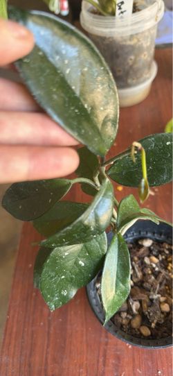 Hoya carnosa splash
