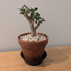 Jade Plant Bonsai Succulent - Indoor