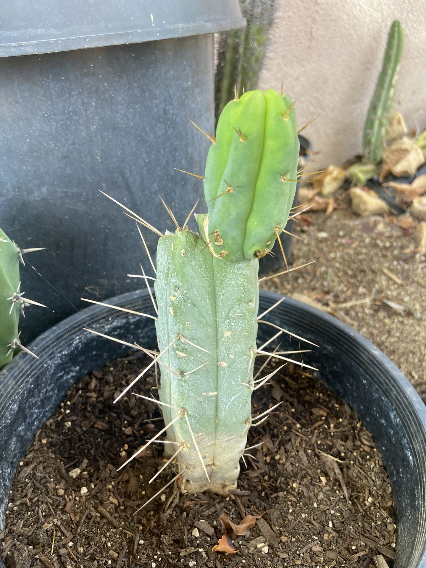 Trichocereus Bridgesii San Pedro Cactus