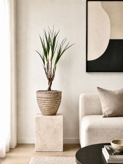 ~ 3 Ft Dragon Tree/ Dracaena Marginata (Planter Included)