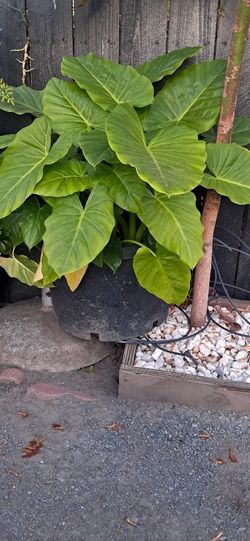 Elephant Ear Plant