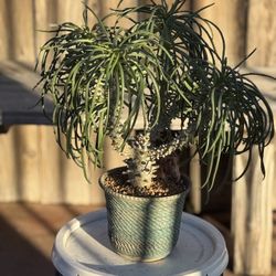 tylecodon wallichii    Cactus Succulents Aloe Agave