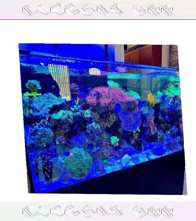 recent inside Premium-Grade Aquarium Setup - Top-Level Quality Choice