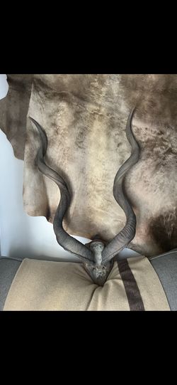 Addax Horns