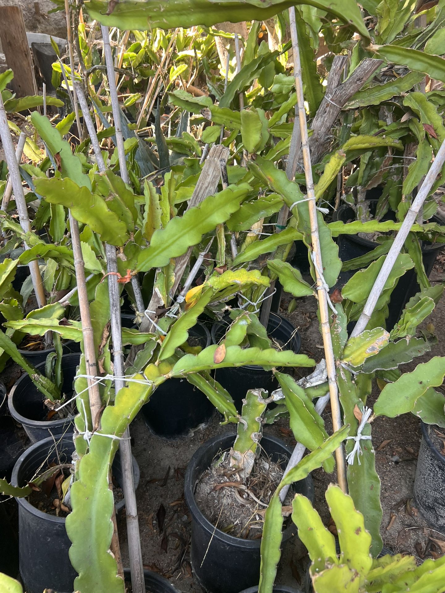 Dragon Fruit Plants 4-6 Feet $20.00