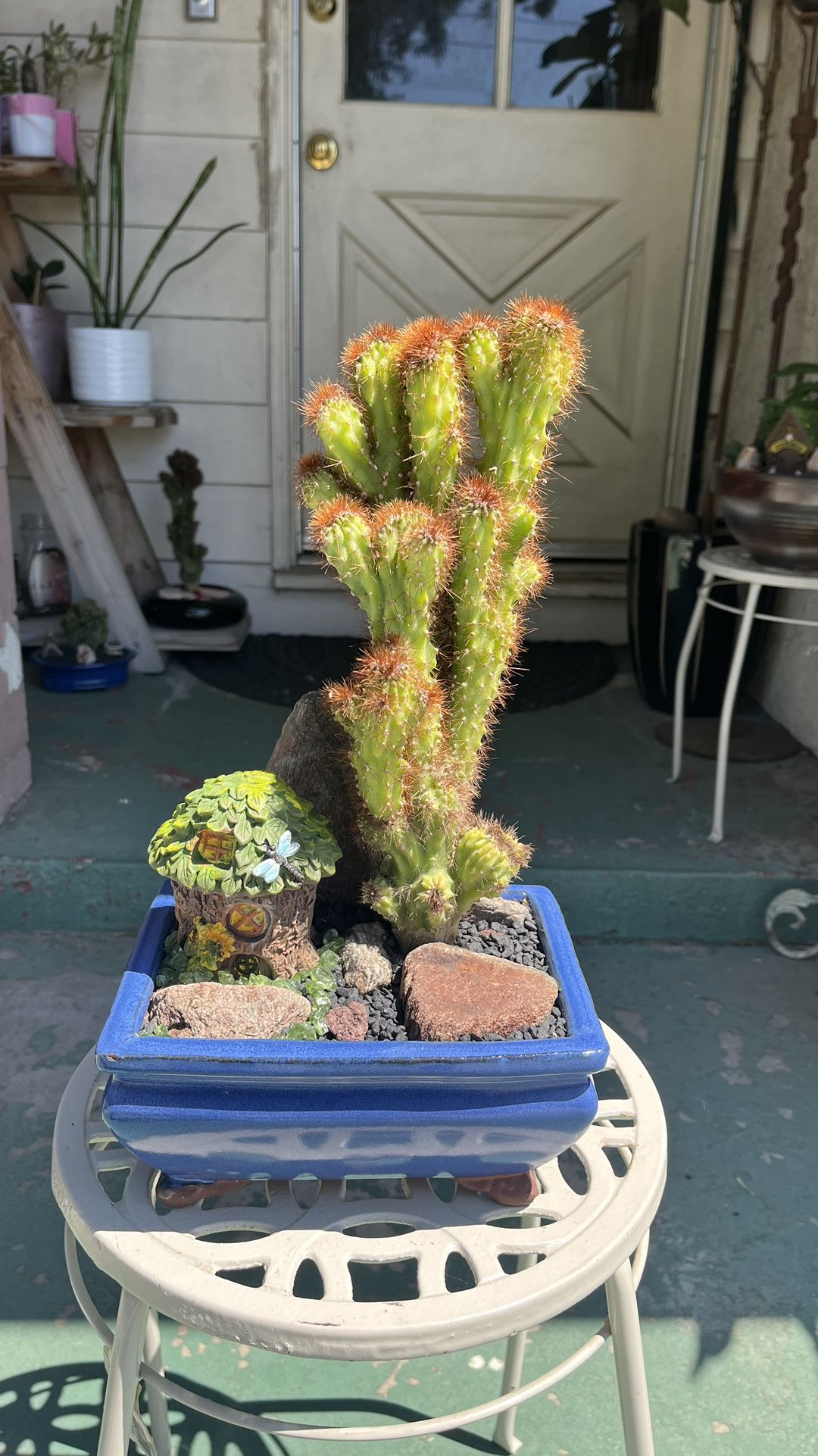 Very Healthy Cereus Peruvianus Cactus In Beautiful Ceramic Vase