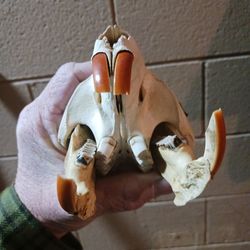 Beaver Skull