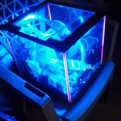 Fish Tank 