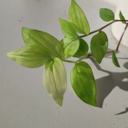 Rare Tradescantia Ghost Mint Plant/ House Plant/ Indoor Plant Flower Patio Garden 