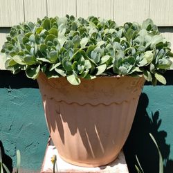 Large Autumn Joy Sedum Plant 