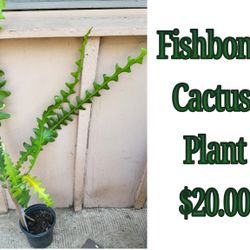Fishbone Cactus Plant 