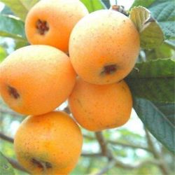 Loquat (gold Nugget) Plant  