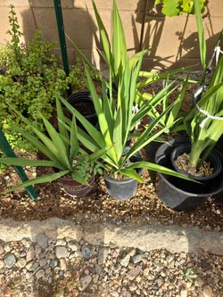 Plants