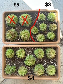 Haworthias