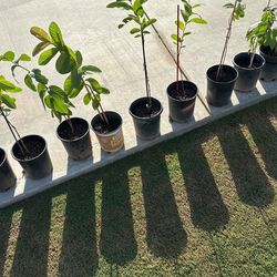 Guava Plants
