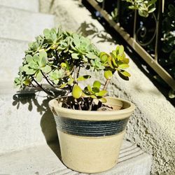 Succulent Plant Jade Crassula Ceramic Pot Planter Bonsai Garden Ovata Gollum Flower Tree Plant Pot Clay Ceramic 