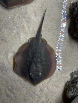 Stingray