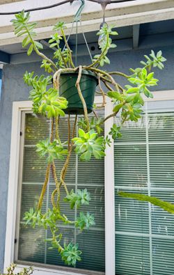 SUCCULENT HANGING PLANT- 3 Feet Long