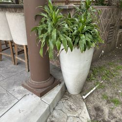 Ceramic Planter Pots Must Sell Make Offer 