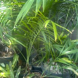 Chamaedorea radicalis (tree form) bamboo palm Mi