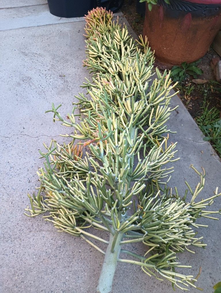 Succulent Fire Stick/Pencil All For $80.00 3 7 Feet Tall And 6 Smaller