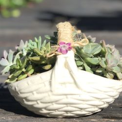 $7 Succulents in ceramic basket