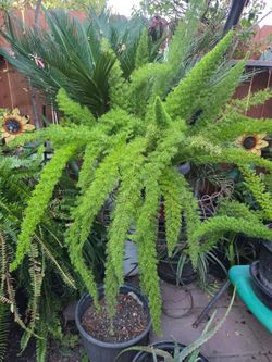 Large Foxtail Fern in Black Pot