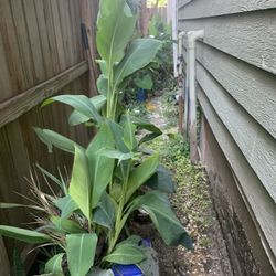 Canna lily 