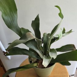 $17 each beautiful plants