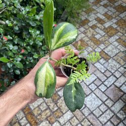 Hoya Obovata Inner Variegated Rooted Plant 