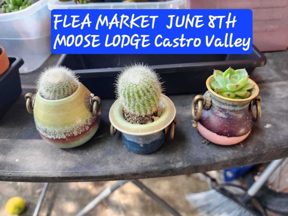 FLEA MARKET..PLANTS..SUNDAY JUNE 8TH CASTRO VALLEY MOOSE LODGE