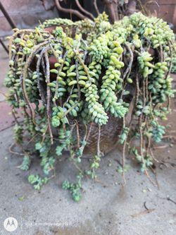 donkey  tail plant in clay pot