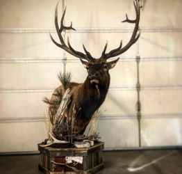 Large Bull Elk Taxidermy Pedestal Mount