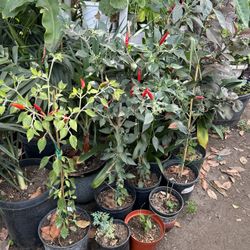 Hot Pepper Tree