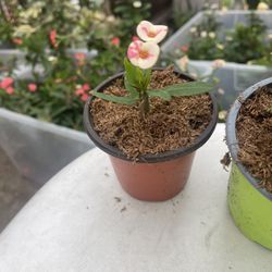 Crown Thorns Plants 🪴 3 Inches 