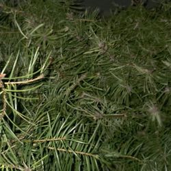 Douglas Fir Christmas Tree