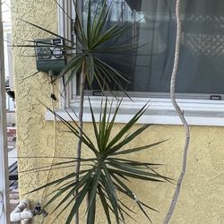 Dracaena Marginata Plants