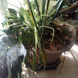 Beautiful Large Monstrera  And Spider Plants