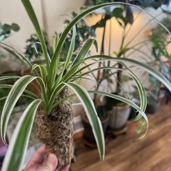 Mounted Spider Plant  (Established Plant)