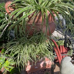 Spider Plants Four Dollars Each